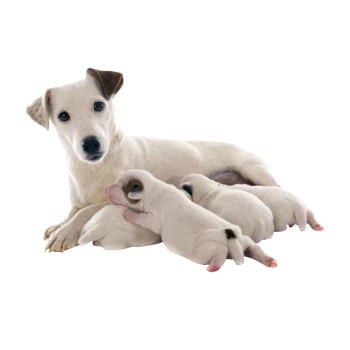Для беременных и кормящих